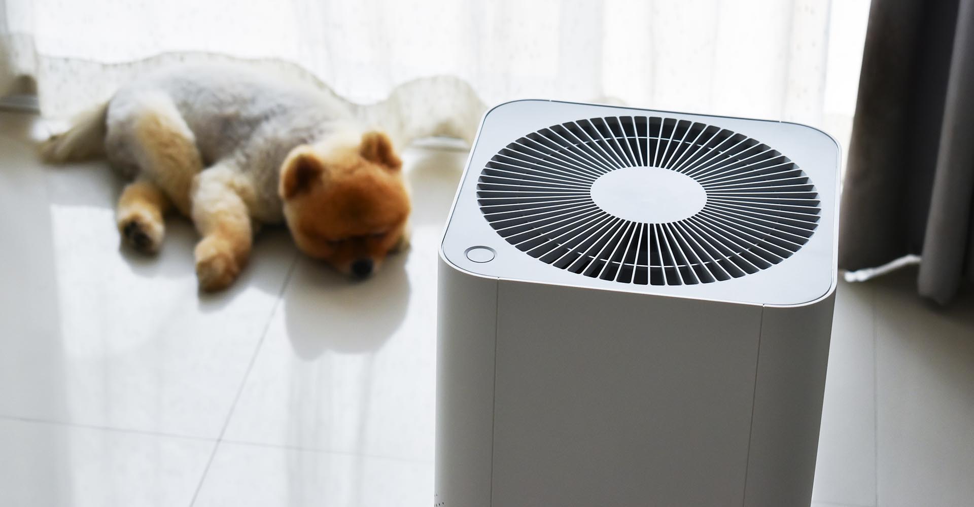 Reasons to Get an Air Purifier