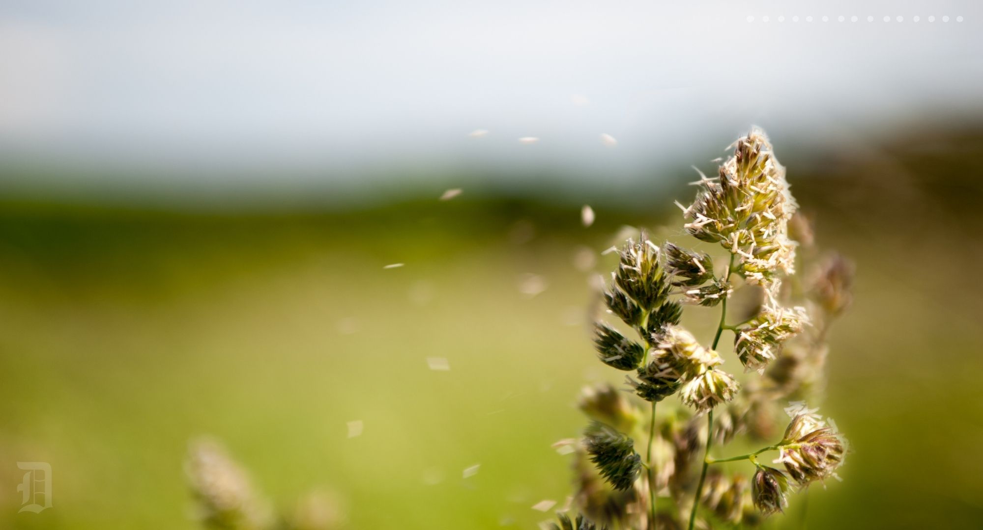 Top Allergens and How to Avoid Them for Allergy Relief